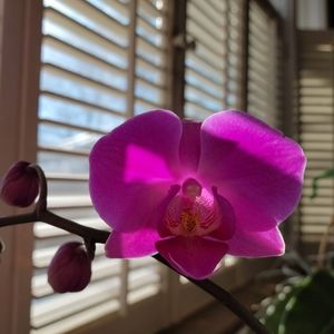 Meet your Posher, Annette